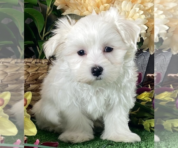 Medium Photo #1 Maltese Puppy For Sale in CANOGA, NY, USA