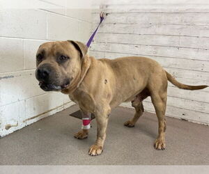 American Bulldog-Unknown Mix Dogs for adoption in San Bernardino, CA, USA