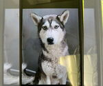 Small #4 Siberian Husky