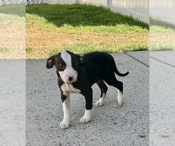Medium Photo #2 Mutt Puppy For Sale in Mooresville, NC, USA