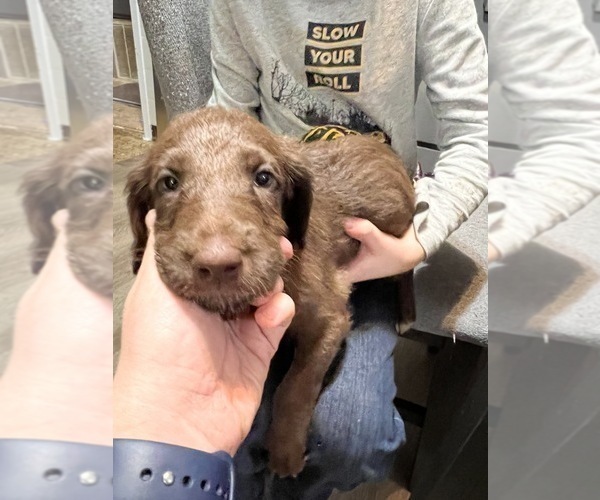 Medium Photo #3 Great Dane-Poodle (Standard) Mix Puppy For Sale in SNYDER, TX, USA