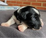 Puppy Stripe Border Collie-Papillon Mix