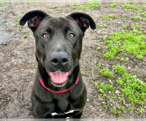 Labrador Retriever-Unknown Mix Dogs for adoption in Santa Cruz, CA, USA