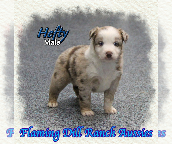 Medium Photo #1 Miniature Australian Shepherd Puppy For Sale in FORESTBURG, TX, USA