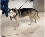 SEBASTIAN - Male Siberian Husky Dog for Adoption - Small photo