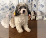 Litter of 4 - Male(s) and Female(s) Cockapoo (Miniature)Litter of Puppies for Sale - Photo #11