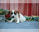Small #1 Jack Russell Terrier