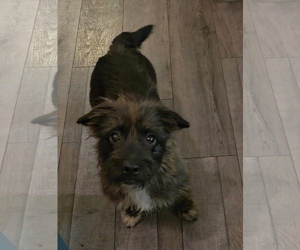 Medium Photo #3 Mutt Puppy For Sale in Rosenberg, TX, USA