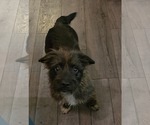 Small #2 Mutt