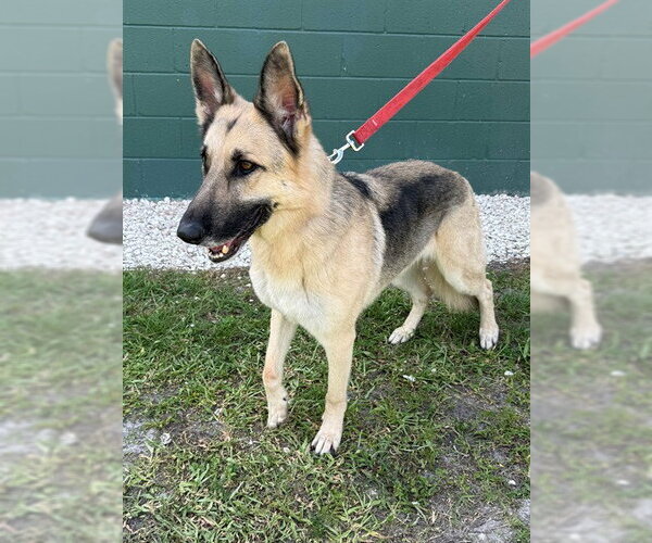 Medium Photo #1 German Shepherd Dog Puppy For Sale in Naples, FL, USA