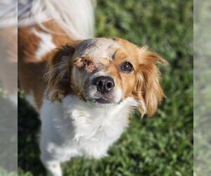 Cavalier King Charles Spaniel-Unknown Mix Dogs for adoption in San Diego, CA, USA