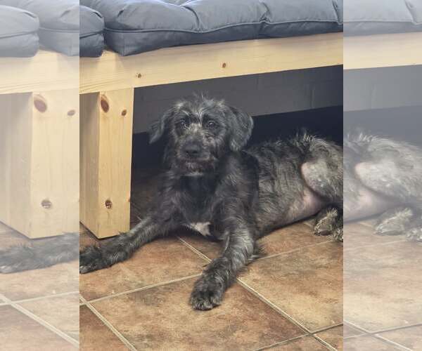 Medium Photo #1 Mutt Puppy For Sale in Amarillo, TX, USA