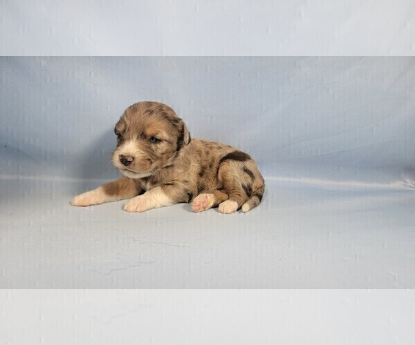 Medium Photo #71 Bernedoodle (Miniature) Puppy For Sale in BLACK FOREST, CO, USA