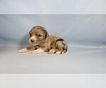 Small Photo #71 Bernedoodle (Miniature) Puppy For Sale in BLACK FOREST, CO, USA