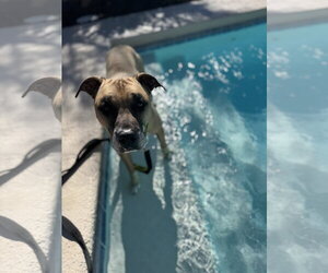 BEANS #2 - Male Boxer-Unknown Mix Dog for Adoption - Photo #3