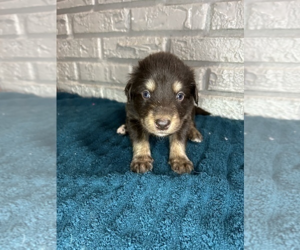 Medium Photo #8 Aussiedoodle Puppy For Sale in INDIANAPOLIS, IN, USA