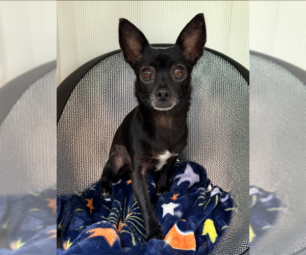Medium Photo #4 Chihuahua-Unknown Mix Puppy For Sale in Cranston, RI, USA