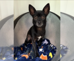 Small #3 Chihuahua Mix