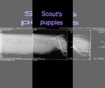 Small #5 Cavapoo-Poodle (Miniature) Mix
