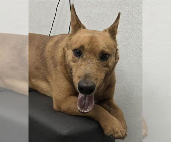 Medium Photo #1 Black Mouth Cur-Unknown Mix Puppy For Sale in HESPERIA, CA, USA