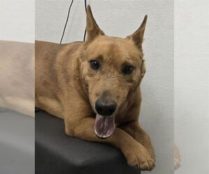 Black Mouth Cur-Unknown Mix Dogs for adoption in HESPERIA, CA, USA