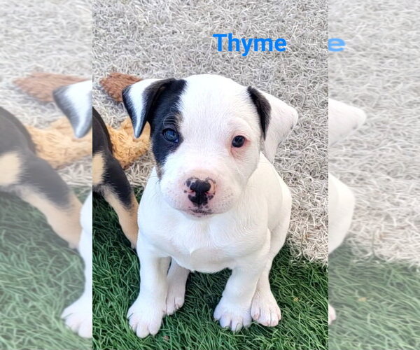 Medium Photo #1 Mutt Puppy For Sale in Des Moines, IA, USA