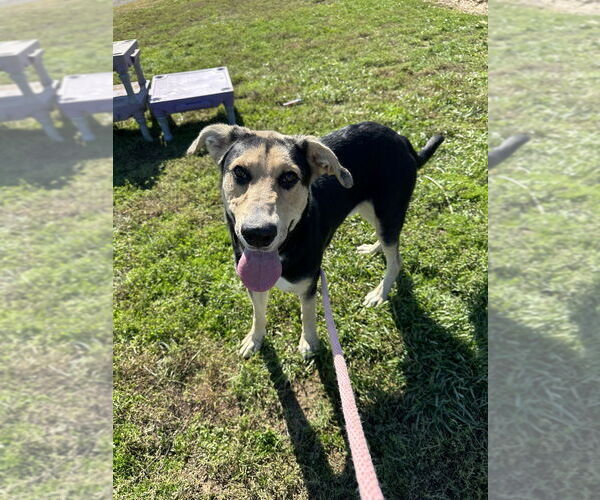 Medium Photo #11 Mutt Puppy For Sale in Evansville, IN, USA