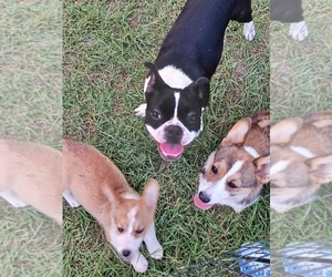 Father of the Boston Terrier puppies born on 04/22/2025