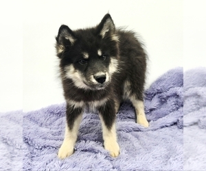 Siberian Husky Puppy for sale in SANDY HOOK, KY, USA
