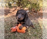 Small #4 Dachshund