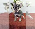 Small Photo #9 French Bulldog Puppy For Sale in GOSHEN, IN, USA