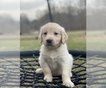 Small Photo #5 Golden Retriever Puppy For Sale in MORGANTOWN, IN, USA