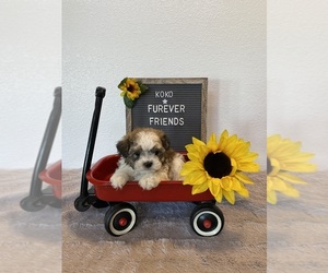 Zuchon Puppy for Sale in BLOOMFIELD, Indiana USA