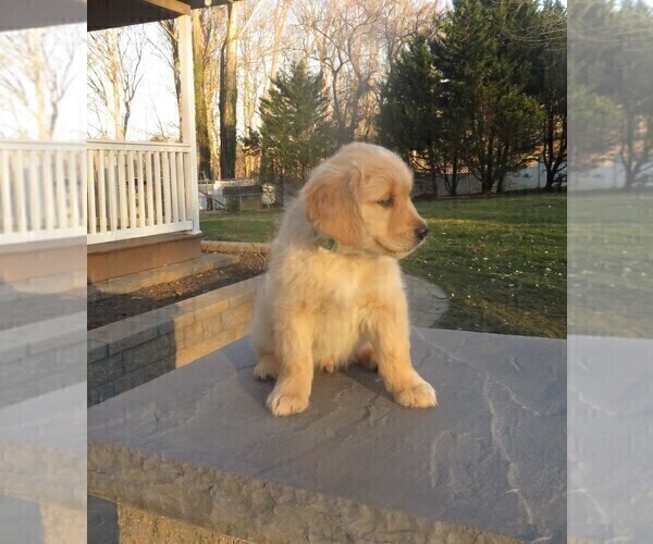 Medium Photo #6 Golden Retriever Puppy For Sale in MECHANICSVILLE, MD, USA