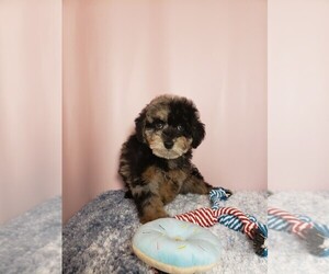 Poodle (Miniature) Puppy for sale in HENDERSON, NV, USA