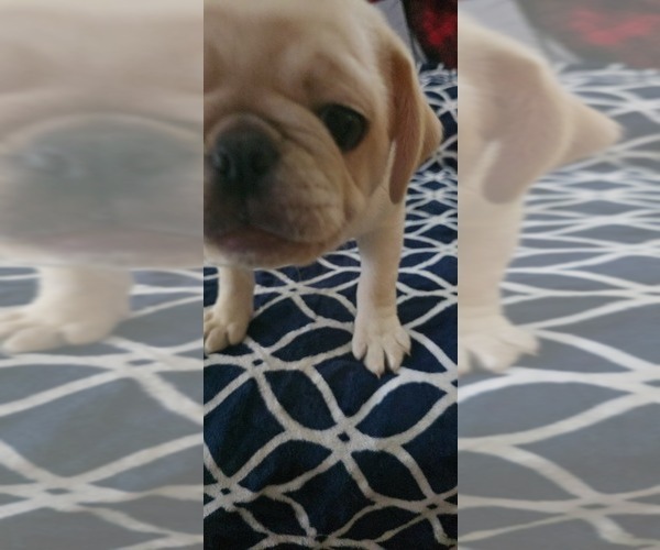 Medium Photo #9 Pug Puppy For Sale in NEW IPSWICH, NH, USA