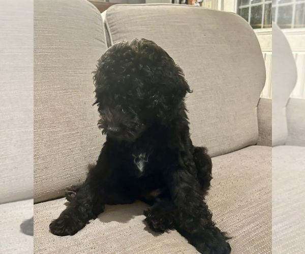 Medium Photo #3 Aussiedoodle-Labradoodle Mix Puppy For Sale in DAPHNE, AL, USA