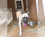 Small #5 Beagle-Great Pyrenees Mix