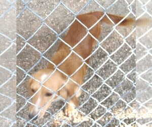 Father of the Chiweenie-Poodle (Toy) Mix puppies born on 03/17/2025