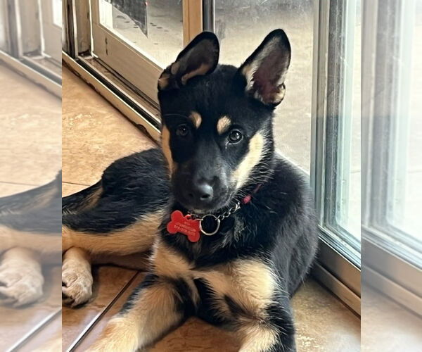 Medium Photo #10 Huskies -Unknown Mix Puppy For Sale in Lake Forest, CA, USA