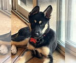Small #9 Huskies  Mix
