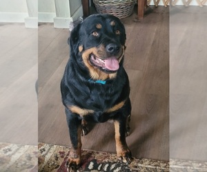 Mother of the Rottweiler puppies born on 09/23/2025