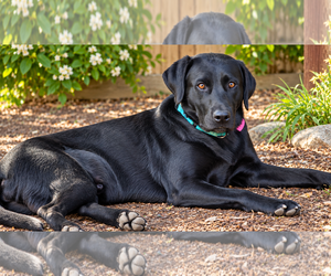 Labrador Retriever Dogs for adoption in Clovis, CA, USA