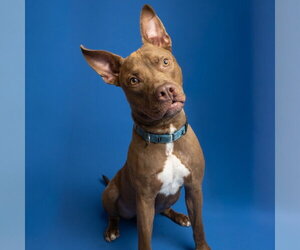 Labrador Retriever-Unknown Mix Dogs for adoption in Rowlett, TX, USA