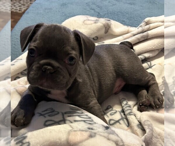 Medium Photo #1 French Bulldog Puppy For Sale in ALMO, KY, USA