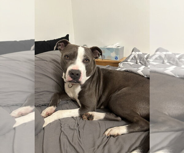 Medium Photo #39 American Pit Bull Terrier-American Staffordshire Terrier Mix Puppy For Sale in Brewster, NY, USA