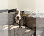 Small #38 American Pit Bull Terrier-American Staffordshire Terrier Mix