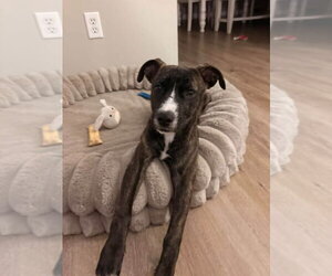Layla Rose - Female American Pit Bull Terrier-Unknown Mix Dog for Adoption - Photo #2