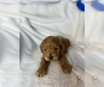 Small Photo #1 Cocker Spaniel-Poodle (Miniature) Mix Puppy For Sale in MURFREESBORO, AR, USA