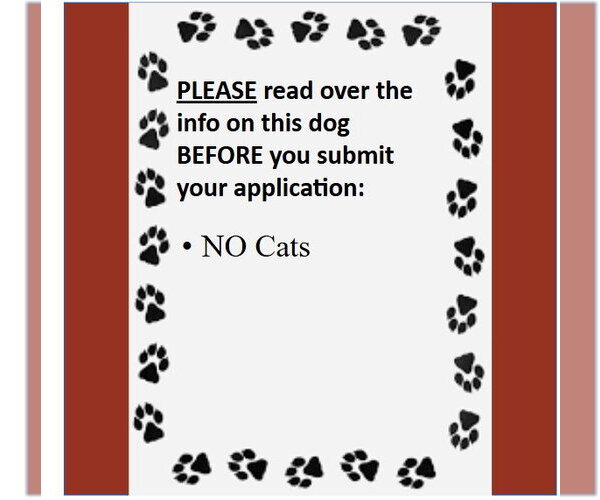 Medium Photo #5 Mutt Puppy For Sale in Fargo, ND, USA